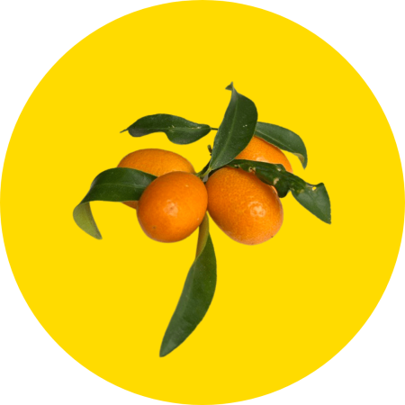 Quattro Kumquat coltivati in Italia con metodi naturali, con foglie, su sfondo circolare giallo.