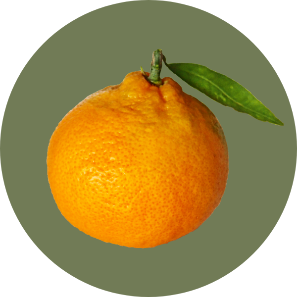 Clementina coltivata in Italia con metodi naturali, arancione brillante su sfondo verde, con foglia e picciolo. da Attenti all'orto
