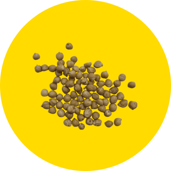 Una manciata di Ceci secchi, su sfondo circolare giallo. Ceci coltivati in Italia con metodi naturali