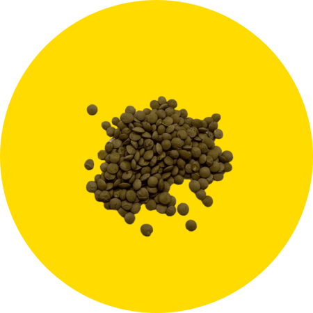 Una manciata di lenticchie verdi secche, su sfondo circolare giallo. Le lenticchie verdi di attenti all'orto sono coltivate in Italia con metodi naturali